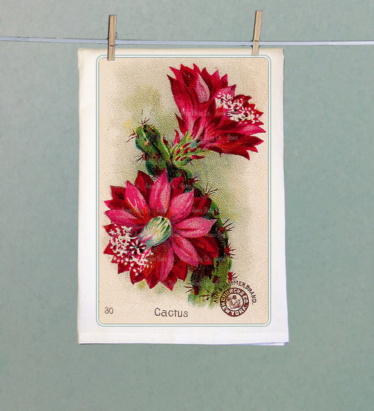 Red Flowering Cactus Organic Kitchen Tea Towel