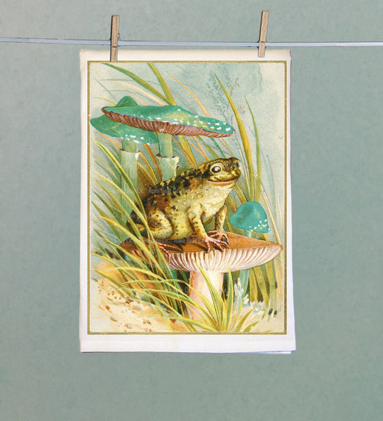 Grassland Frog Organic Kitchen Towel