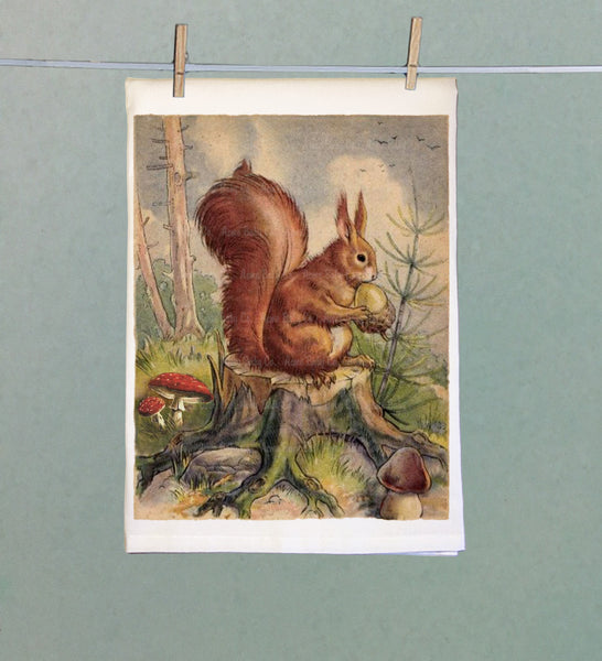 Woodland Squirrel Organic Kitchen Tea Towel