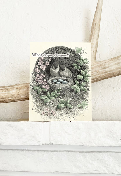 What Do We Do Now - Funny Birds with Nest New Parent Card